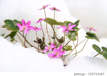 雪割草の花 雪割草の花 133713367