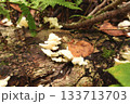 苔むした倒木に生える白いキノコの群生 133713703