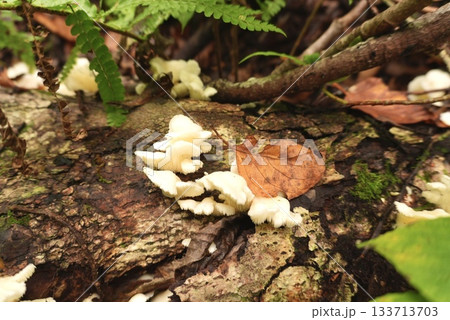 苔むした倒木に生える白いキノコの群生 133713703
