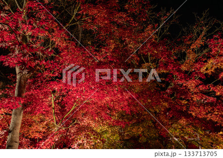 燃えるように色づく紅葉(夜のライトアップ) 燃えるように色づく紅葉(夜のライトアップ) 133713705
