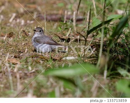 コサメビタキ　夏 133713859