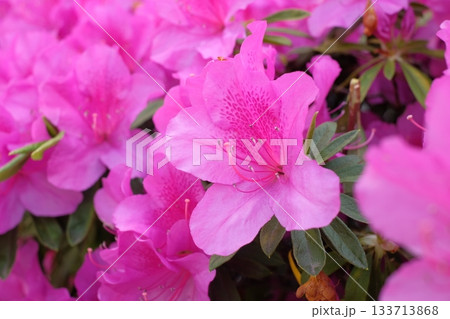 ピンク色のツツジ 133713868