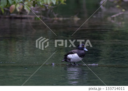 キンクロハジロ　オス 133714011