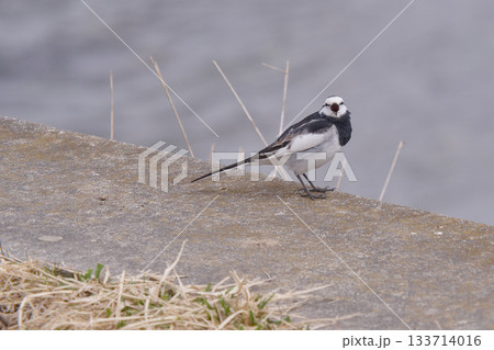 ハクセキレイ 夏羽 オス ハクセキレイ 夏羽 オス 133714016