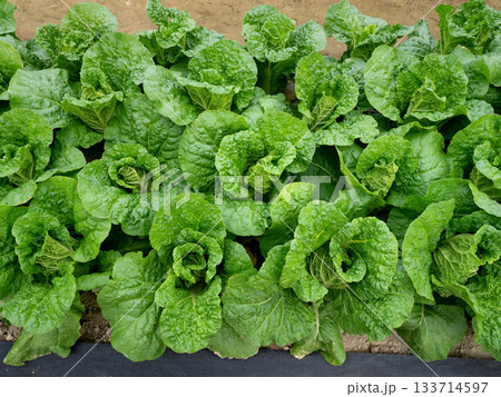 ベビーハクサイの栽培 133714597