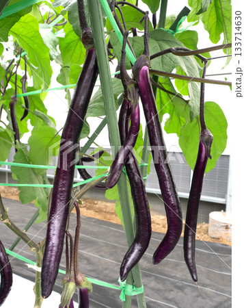 ナスのハウス栽培 ナスのハウス栽培 133714630