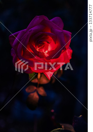 闇に浮かぶ赤いバラの輝きと幻想的な光 133714777
