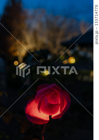 夕暮れの光に照らされた赤いバラと柔らかなボケの背景 133714778