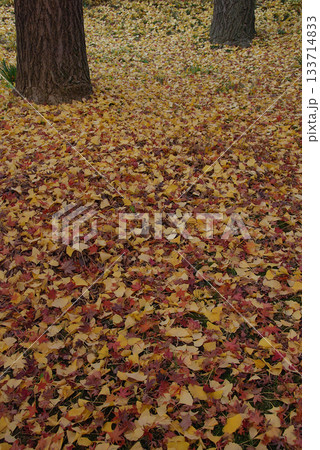 Leaves / 公園に積もった赤いモミジの葉と黄色いイチョウの葉っぱ(晩秋の落ち葉のカーペット) 133714833