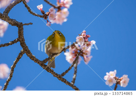 梅の蜜を吸うメジロ 梅の蜜を吸うメジロ 133714865