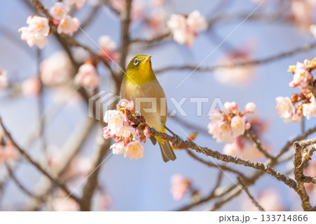 梅の蜜を吸うメジロ 133714866