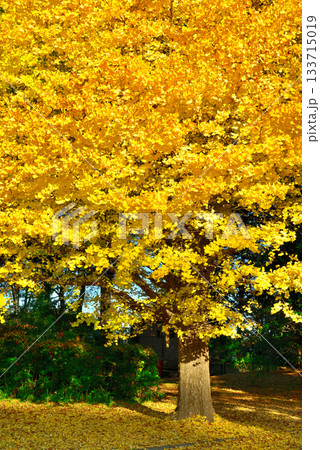 神代植物公園の大イチョウの紅葉 133715019