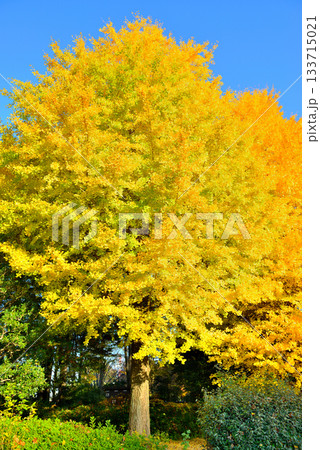 神代植物公園の大イチョウの紅葉 133715021