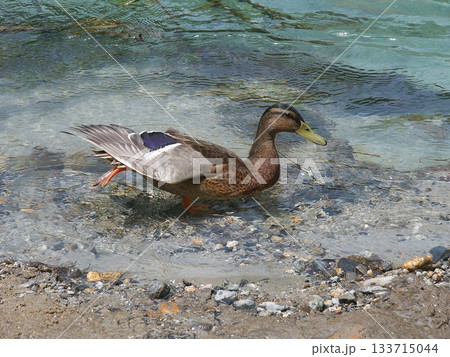 鴨・大正池・上高地【長野県松本市】 133715044