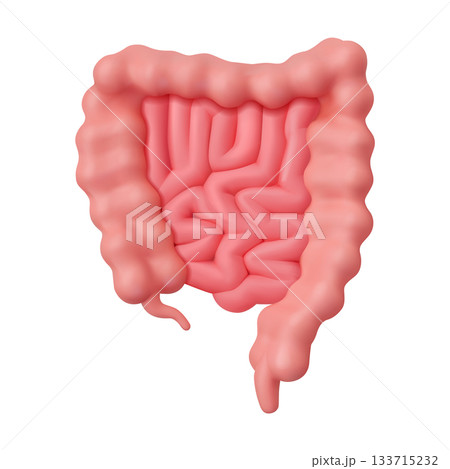 Realistic Illustration of Human Intestines Realistic Illustration of Human Intestines 133715232