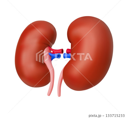 Realistic 3D Model of Human Kidneys Realistic 3D Model of Human Kidneys 133715233