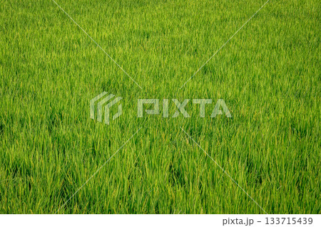 夏の埼玉県滑川町・青々と広がる稲の水田テクスチャ風景 夏の埼玉県滑川町・青々と広がる稲の水田テクスチャ風景 133715439