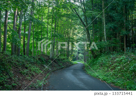 福島県檜枝岐村・舟岐川沿いの静かな森林道と初秋の緑景色 福島県檜枝岐村・舟岐川沿いの静かな森林道と初秋の緑景色 133715441