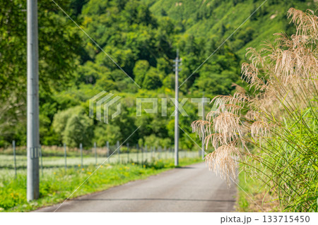 新潟県魚沼市・里山の道沿いに揺れる初秋のススキと緑の景色 133715450