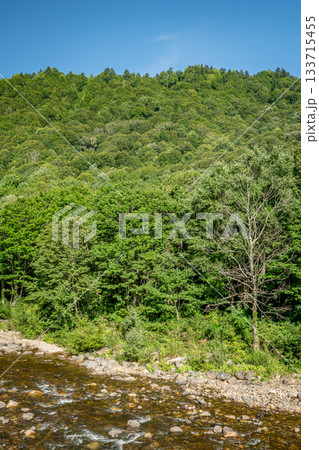 初秋の只見川沿いに広がる緑豊かな山林風景(新潟県魚沼市) 初秋の只見川沿いに広がる緑豊かな山林風景(新潟県魚沼市) 133715455