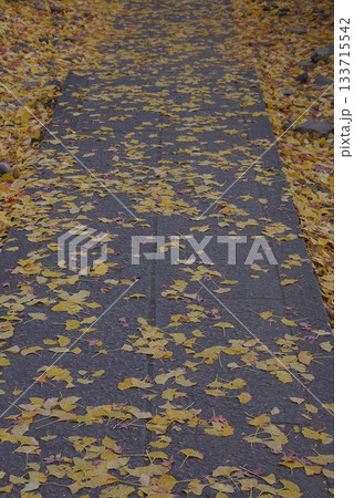 Yellow avenue 石畳の参道に積もった黄色いイチョウの落葉(望遠マクロのズームアップ撮り) 133715542