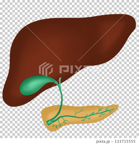 Healthy Human Liver and Gallbladder Anatomy, Digestive System Organ Diagram, hand drawn watercolor illustration Healthy Human Liver and Gallbladder Anatomy, Digestive System Organ Diagram, hand drawn watercolor illustration 133715555
