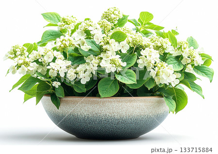 Gardening concept. Big Hydrangea bush in rustic pot with fleshy leaves and white flowers. Cottage garden. Gardening concept. Big Hydrangea bush in rustic pot with fleshy leaves and white flowers. Cottage garden. 133715884