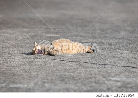 路上で寝ころがって欠伸をする猫　 133715954