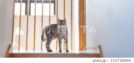 家の中を歩く猫 サバトラ猫 家の中を歩く猫 サバトラ猫 133716009