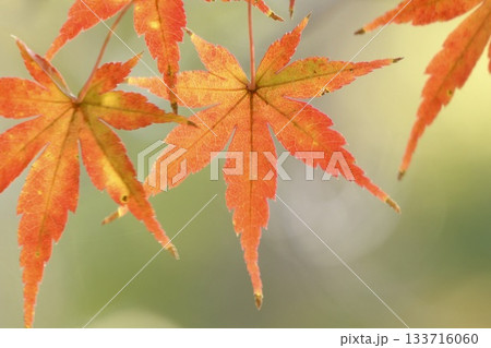 グラデーションが美しいもみじ 色付き始めた とろける背景 グラデーションが美しいもみじ 色付き始めた とろける背景 133716060