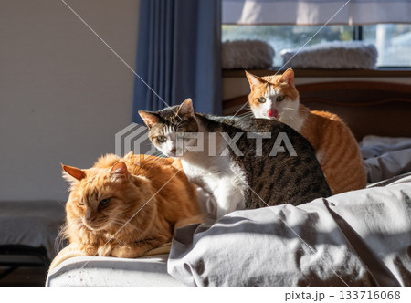 寄り添う三匹の猫 133716068