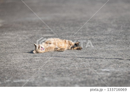 路上で寝ころがって欠伸をする猫 路上で寝ころがって欠伸をする猫 133716069
