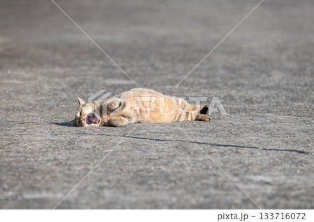 路上で寝ころがって欠伸をする猫 路上で寝ころがって欠伸をする猫 133716072