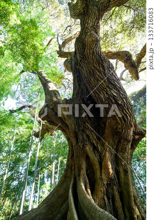 スダジイの老木　天神の森　千葉県匝瑳市 133716083