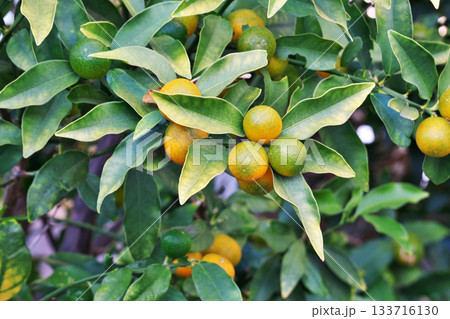 キンカンの実（秋、十一月） 133716130