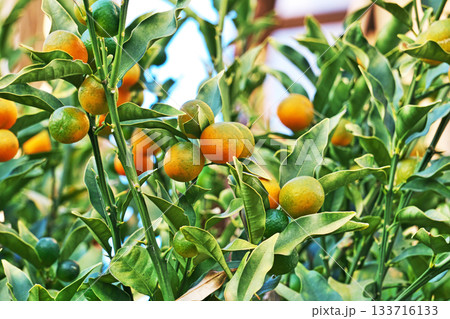 キンカンの実（秋、十一月） 133716133