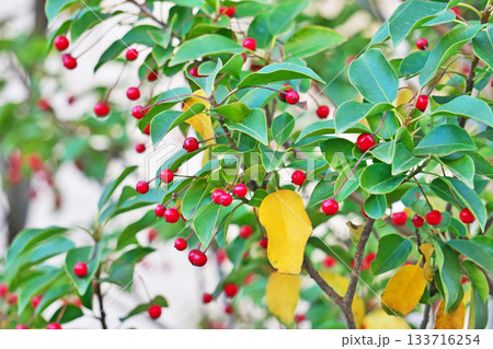 赤いソヨゴの実（秋、十一月） 133716254