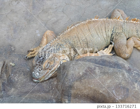 The photograph shows a Galapagos land iguana The photograph shows a Galapagos land iguana 133716271