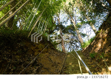 天神の森　天神社参道 　千葉県匝瑳市 133716272