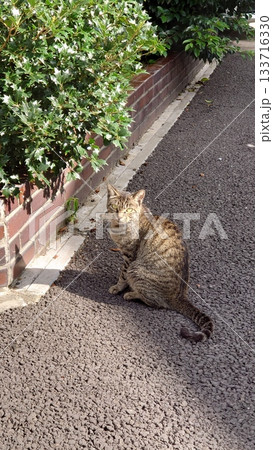 警戒する野良猫 警戒する野良猫 133716330