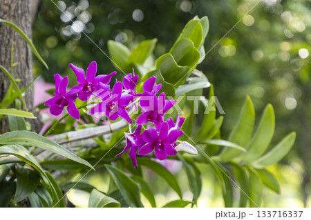 タイ王国バンコクのルンピニー公園の花 タイ王国バンコクのルンピニー公園の花 133716337