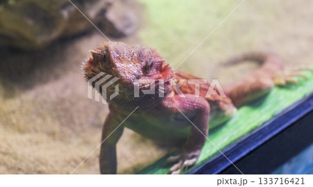 The photograph shows a bearded dragon The photograph shows a bearded dragon 133716421