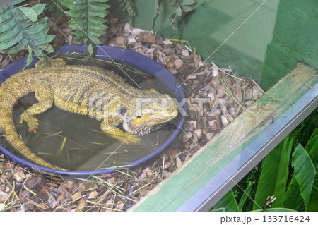 The photograph shows a bearded dragon The photograph shows a bearded dragon 133716424