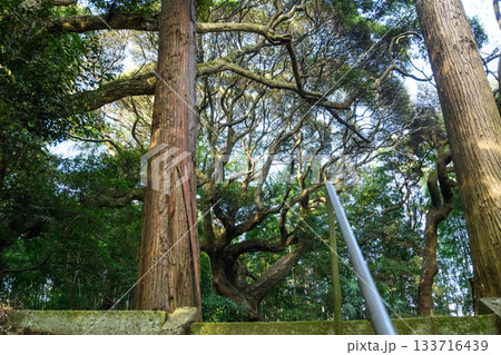 自然林 天神の森 千葉県匝瑳市 自然林 天神の森 千葉県匝瑳市 133716439