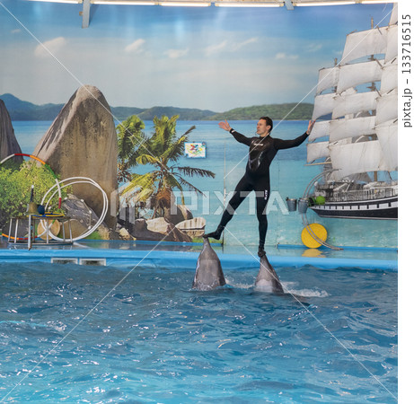 11.11.2025 - Minsk, Belarus - Dolphins entertaining the visitors in Minsk dolphinarium 11.11.2025 - Minsk, Belarus - Dolphins entertaining the visitors in Minsk dolphinarium 133716515