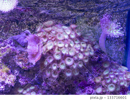 Marine aquarium with different corals 133716601