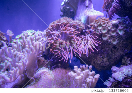 Marine aquarium with different corals 133716603