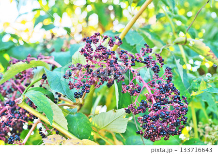 赤と黒のタラノキの実(秋、十一月) 赤と黒のタラノキの実(秋、十一月) 133716643