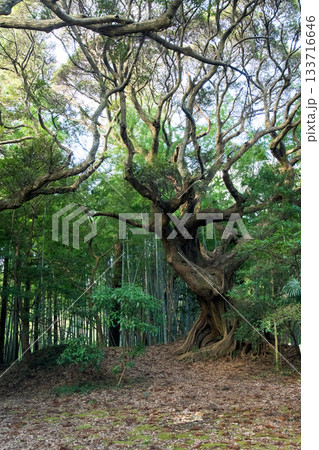 スダジイの老木 天神の森 千葉県匝瑳市 スダジイの老木 天神の森 千葉県匝瑳市 133716646
