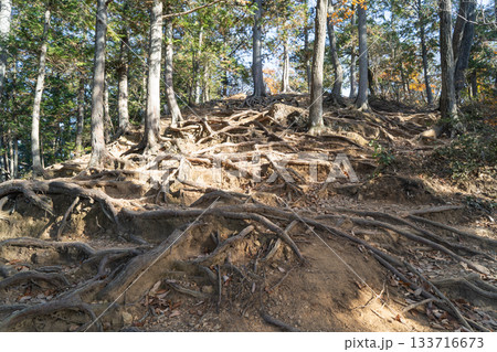 日和田山の山頂直下の登り(奥武蔵) 日和田山の山頂直下の登り(奥武蔵) 133716673
